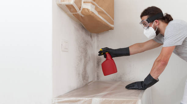 Professional Basement Mold Removal technician working in Rolesville, NC