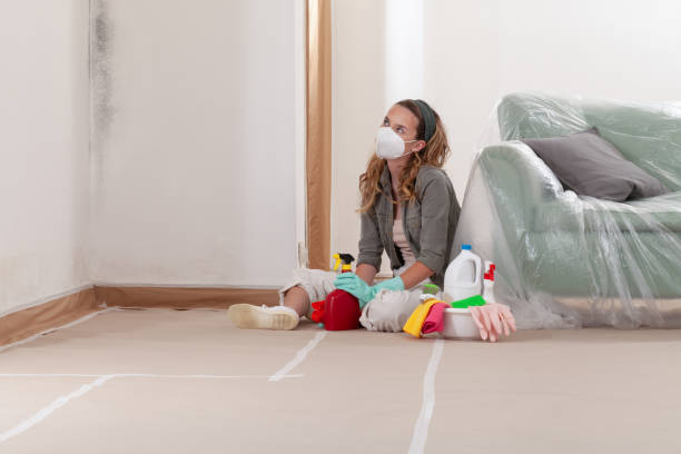 Reliable Basement Mold Removal contractor in Rolesville, NC by Cheap Mold Removal