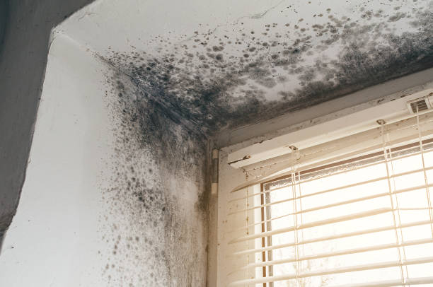 Affordable Basement Mold Removal solutions in Rolesville, NC